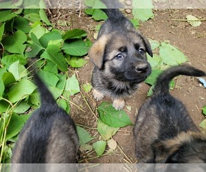 German Shepherd Dog Puppy for sale in HILLSBOROUGH, NH, USA