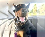 Small #1 Doberman Pinscher