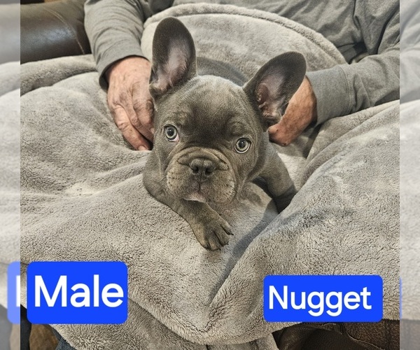 Medium Photo #2 French Bulldog Puppy For Sale in FAIRVIEW, MO, USA