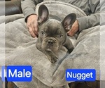 Small #1 French Bulldog