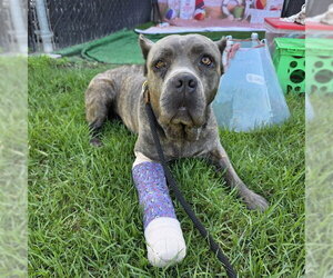Mastiff-Unknown Mix Dogs for adoption in Long Beach, CA, USA