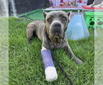 BENTLEY - Female Mastiff-Unknown Mix Dog for Adoption - Small photo