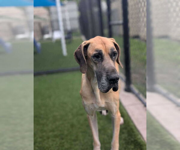 Medium Photo #1 Great Dane Puppy For Sale in Bullard, TX, USA