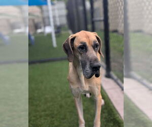 Great Dane Dogs for adoption in Bullard, TX, USA