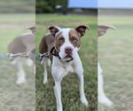 Small #2 American Pit Bull Terrier Mix