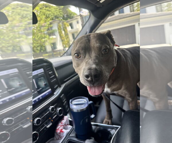 Medium Photo #4 American Pit Bull Terrier-Unknown Mix Puppy For Sale in Miami, FL, USA