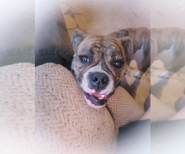 Medium Photo #1 Olde English Bulldogge Puppy For Sale in SAXE, VA, USA