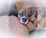 Small Photo #1 Olde English Bulldogge Puppy For Sale in SAXE, VA, USA