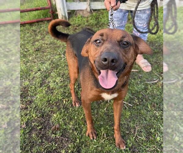 Medium Photo #2 Rhodesian Ridgeback Puppy For Sale in Rosenberg, TX, USA