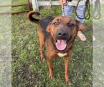 Small #1 Rhodesian Ridgeback