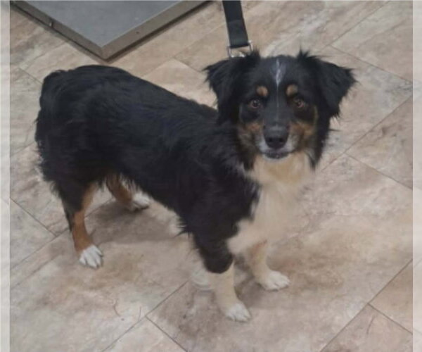 Medium Photo #1 Australian Shepherd-Unknown Mix Puppy For Sale in Lakewood, CO, USA