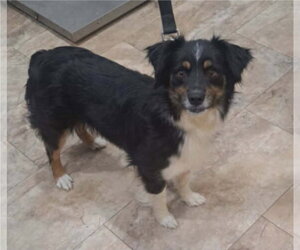 Australian Shepherd-Unknown Mix Dogs for adoption in Lakewood, CO, USA