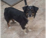 Small Australian Shepherd Mix