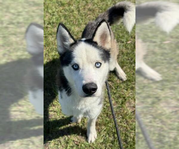 Medium Photo #1 Siberian Husky Puppy For Sale in Fort Lauderdale, FL, USA