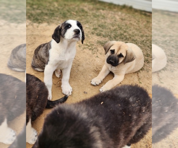 Medium Photo #9 Anatolian Shepherd Puppy For Sale in CUMBY, TX, USA