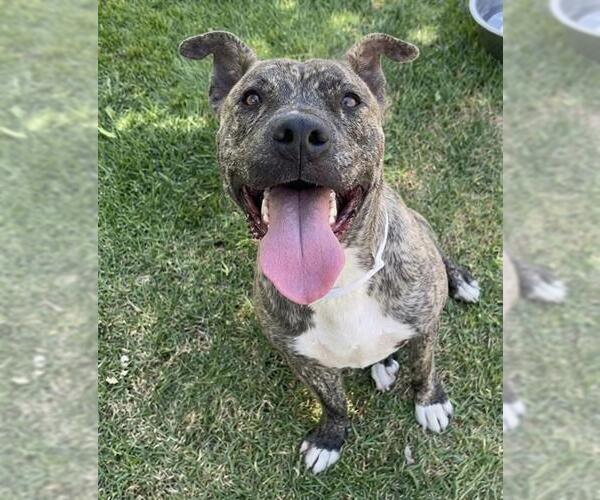 Medium Photo #1 Mutt Puppy For Sale in Riverside, CA, USA