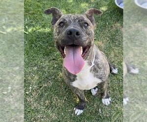 Mutt Dogs for adoption in Riverside, CA, USA