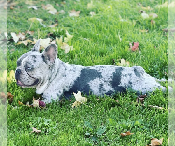 Medium Photo #1 French Bulldog Puppy For Sale in TEMPLETON, CA, USA