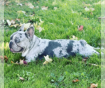 Small Photo #1 French Bulldog Puppy For Sale in TEMPLETON, CA, USA