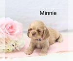 Puppy Puppy 3Minnie Cocker Spaniel