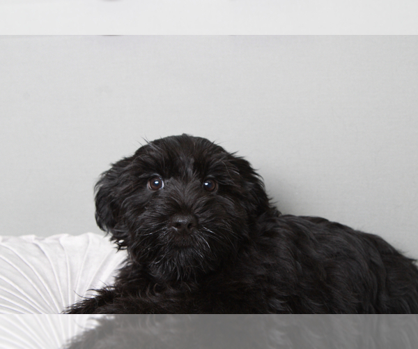 Medium Photo #3 YorkiePoo Puppy For Sale in MARIETTA, GA, USA