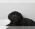 Small Photo #3 YorkiePoo Puppy For Sale in MARIETTA, GA, USA