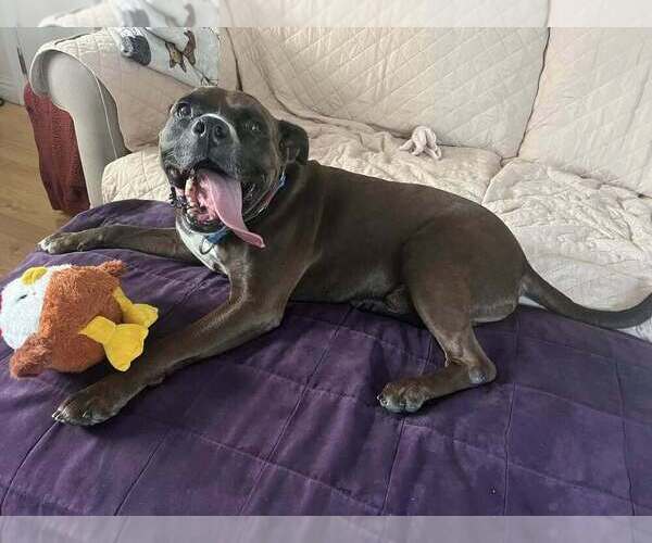 Medium Photo #11 Mutt Puppy For Sale in Elmsford, NY, USA