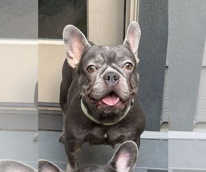 Medium French Bulldog