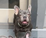 Small French Bulldog
