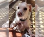 Small Photo #4 Chihuahua-Unknown Mix Puppy For Sale in Phoenix, AZ, USA