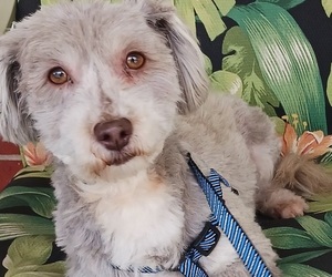 Havanese Puppy for sale in WINSTON SALEM, NC, USA