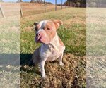 Small Photo #4 American Bulldog Puppy For Sale in Pacolet, SC, USA