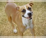 Small American Staffordshire Terrier Mix