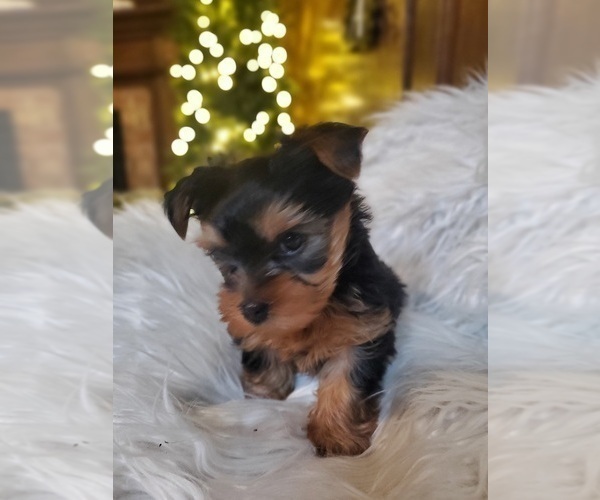 Medium Photo #2 Yorkshire Terrier Puppy For Sale in NEVADA, TX, USA