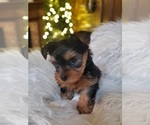 Small Photo #2 Yorkshire Terrier Puppy For Sale in NEVADA, TX, USA
