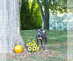Small #2 American Pit Bull Terrier Mix