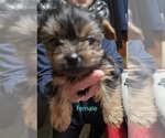 Small #5 Yorkshire Terrier