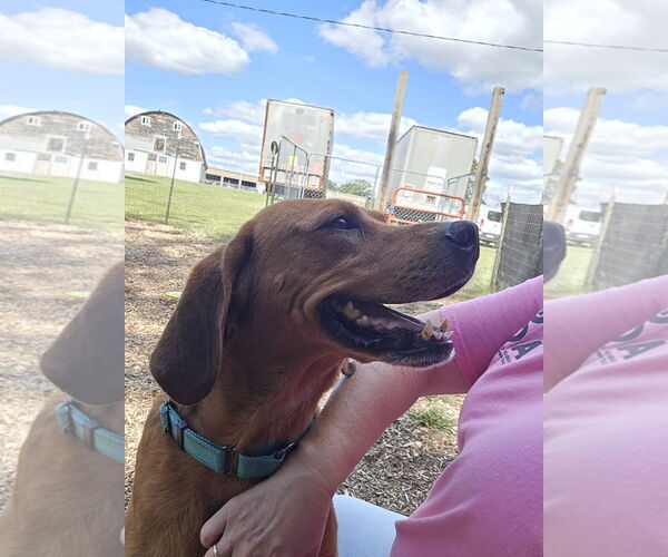 Medium Photo #27 Golden Retriever-Unknown Mix Puppy For Sale in Rustburg, VA, USA