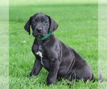 Small #3 Great Dane