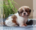 Small #3 Shih Tzu