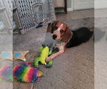 Small #4 Beagle