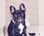 Small Photo #1 French Bulldog Puppy For Sale in OAKLAND, OR, USA