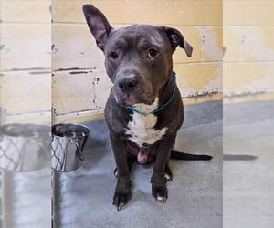 Mutt Dogs for adoption in Tulsa, OK, USA