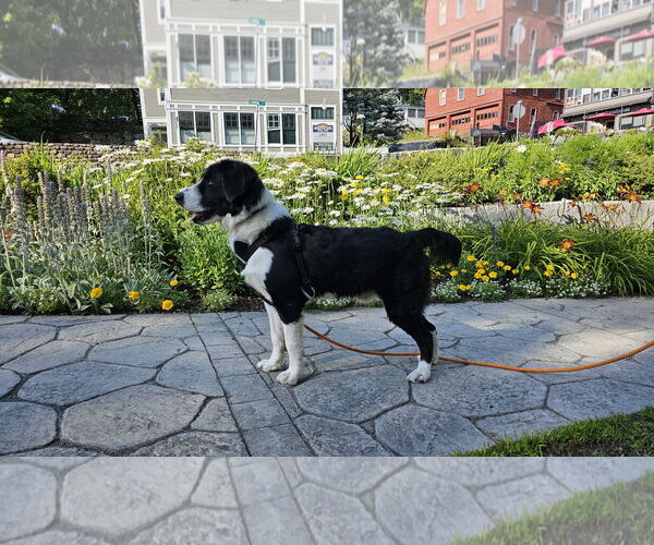 Medium Photo #3 Labrenees Puppy For Sale in Croydon, NH, USA