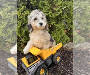 Cockapoo Puppy for sale in MIDDLEBURY, IN, USA