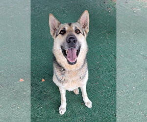 Mutt Dogs for adoption in Clarkesville, GA, USA