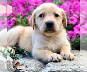 Golden Labrador Puppy for sale in DRY RUN, PA, USA