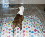 Small Photo #6 American Bulldog-Olde Bulldog Mix Puppy For Sale in ORO VALLEY, AZ, USA