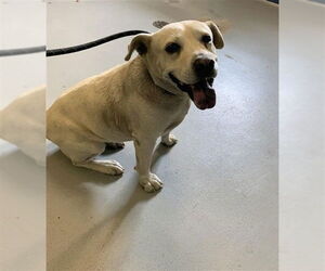 Lab Pei Dogs for adoption in Corpus Christi, TX, USA