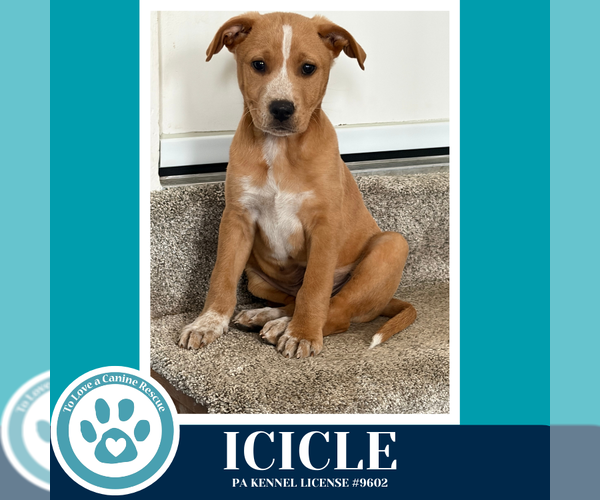 Medium Photo #1 Labrador Retriever-Unknown Mix Puppy For Sale in Kimberton, PA, USA